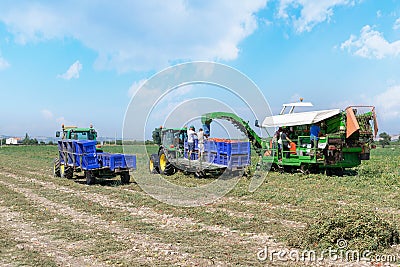 Harvester collects tomatoes in plastic boxes on a tractor outdoor. People at work. Editorial Stock Photo