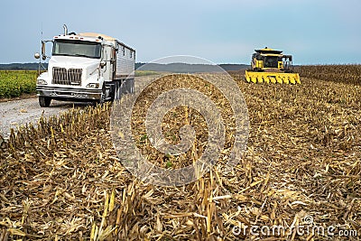 Harvester combine and semitruck in corn field during harvest Stock Photo