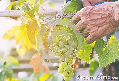 Harvester hands cutting ripe grapes on a vineyard. Stock Photo
