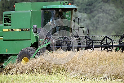 Harvester harvester collecting ripe rapeseed beans on the field. Lithuania Editorial Stock Photo