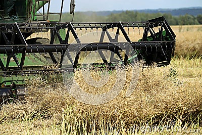 Harvester harvester collecting ripe rapeseed beans on the field. Lithuania Editorial Stock Photo