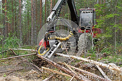 Harvester machine working in a forest, chopping young pine trees Stock Photo