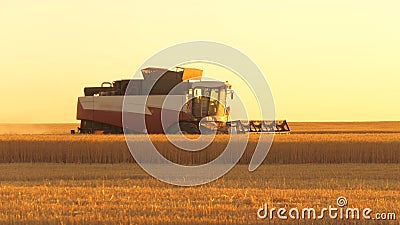 The harvester moves in field and mows ripe wheat. a large harvester harvests grain in the sunset. harvester mower Stock Photo