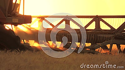 Harvester mower mechanism cuts wheat spikelets. Agricultural harvesting works. the harvester moves in field and mows Stock Photo