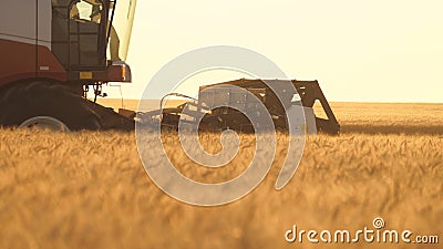 Harvester mower mechanism cuts wheat spikelets. Agricultural harvesting works. the harvester moves in field and mows Stock Photo