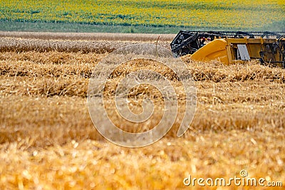 Harvester mower in a wheat field. Harvesting. Stock Photo