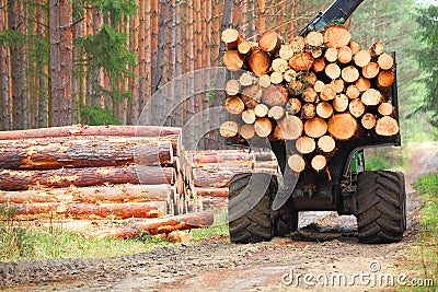 The harvester working in a forest. Stock Photo