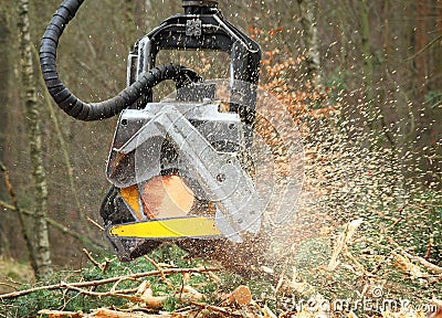 The harvester working in a forest. Stock Photo