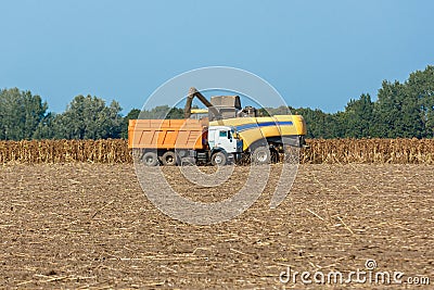 Harvesters harvest ripened sunflowers on a field. Stock Photo