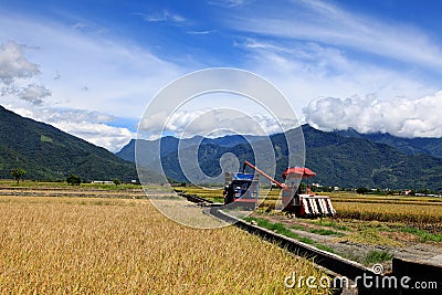 Harvesters on Paddy Field in Taidongï¼ŒTaiwan Editorial Stock Photo