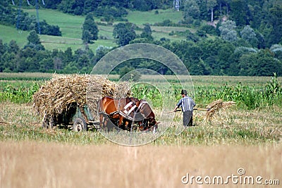 Harvesting Stock Photo