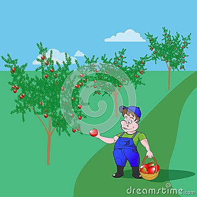 Gardener with apples Stock Photo