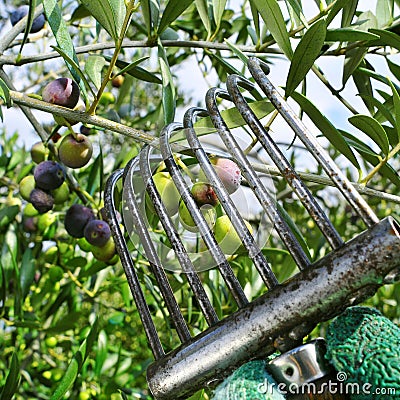 harvesting arbequina olives in an olive grove in Catalonia, Spain Stock Photo