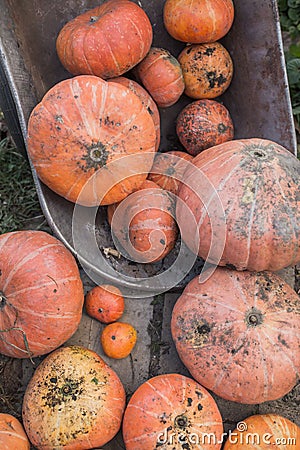 Harvesting the autumn harvest, different sizes of pumpkins, a wagon with pumpkins Stock Photo