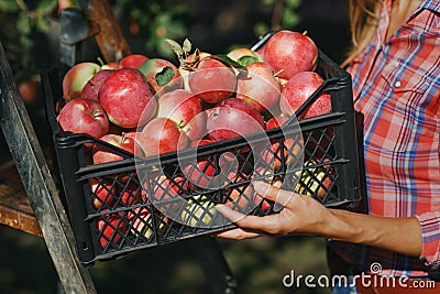 Harvesting: box full of ripe apples in the hands of a farmer Stock Photo