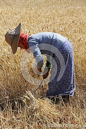 Harvesting - Burmese Agriculture - Myanmar Editorial Stock Photo