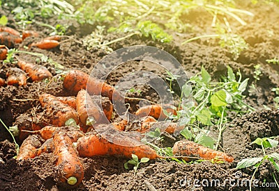 Harvesting carrot on the field. Growing organic vegetables. Freshly harvested carrots. Summer harvest. Agriculture. Farming. Agro- Stock Photo