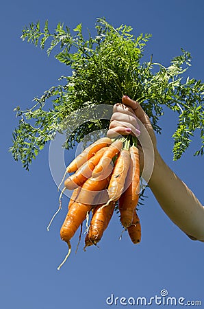 Harvesting carrots Stock Photo
