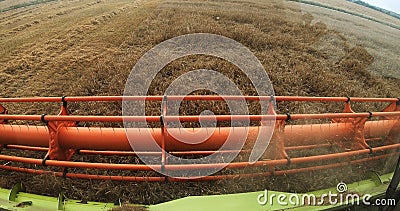 Harvesting by combine harvesters. The mower mechanism of the combine harvester cuts wheat spikelets. Stock Photo
