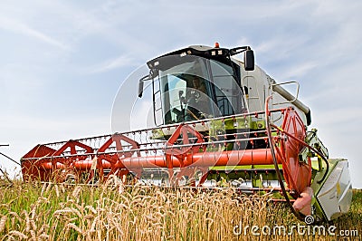 Harvesting combine in the wheat Stock Photo