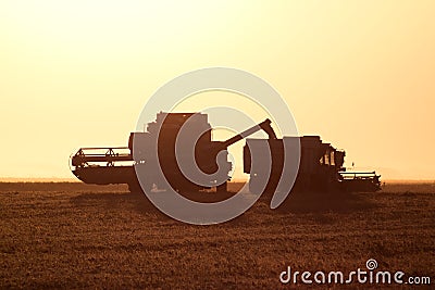 Harvesting by combines at sunset. Stock Photo