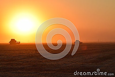 Harvesting by combines at sunset. Stock Photo