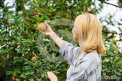 Harvesting concept. Woman hold ripe apple tree background. Farm producing organic eco friendly natural product. Girl Stock Photo