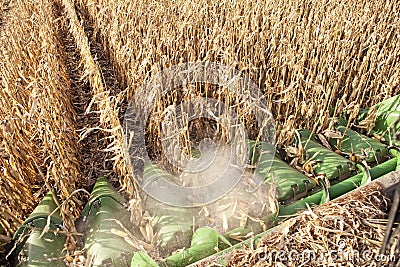 Harvesting corn Stock Photo