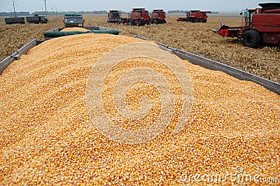 Harvesting corn Stock Photo