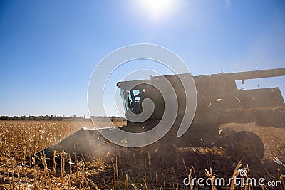 Harvesting corn field in autumn.Harvest working on corn field. Editorial Stock Photo