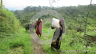 Harvesting corn in the morning Editorial Stock Photo