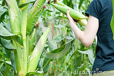 Harvesting corn Stock Photo