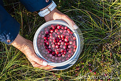 Harvesting cranberries in a swamp in Estonia in autumn. Girl's hands, tray with berries in nature Stock Photo