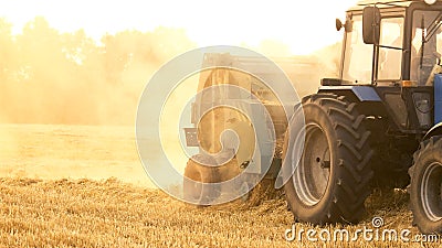 Harvesting cutting wheat. Stock Photo