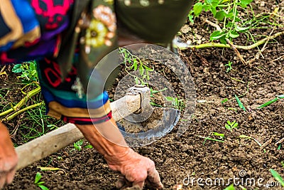 Harvesting and digging potatoes with hoe and hand in garden. Digging organic potatoes by dirty hard worked and wrinkled hand Stock Photo