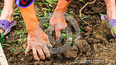 Harvesting and digging potatoes with hoe and hand in garden. Digging organic potatoes by dirty hard worked and wrinkled hand Stock Photo