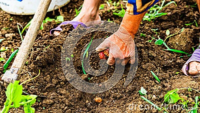 Harvesting and digging potatoes with hoe and hand in garden. Digging organic potatoes by dirty hard worked and wrinkled hand Stock Photo