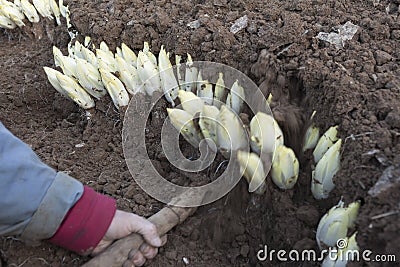 Harvesting Endives /Chicory Grown in soil Stock Photo