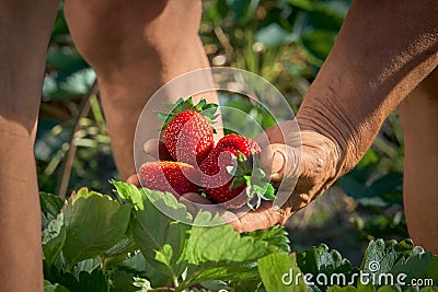 Harvesting fresh organic strawberries. A handful of berries in the hand Stock Photo