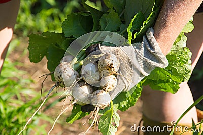 Harvesting fresh japanese turnip vegetable Stock Photo