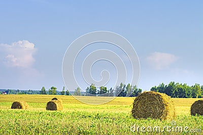 Harvesting on a golden wheat field. Bales of hay on the field. Stock Photo