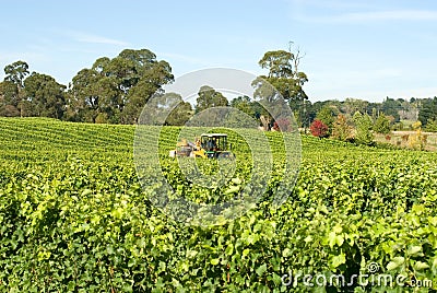 Harvesting Grapes Stock Photo
