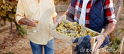 Harvesting grapes- Family tradition Stock Photo