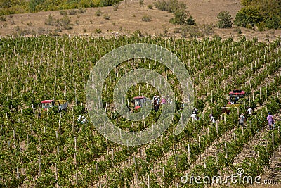 Harvesting of grapes Stock Photo