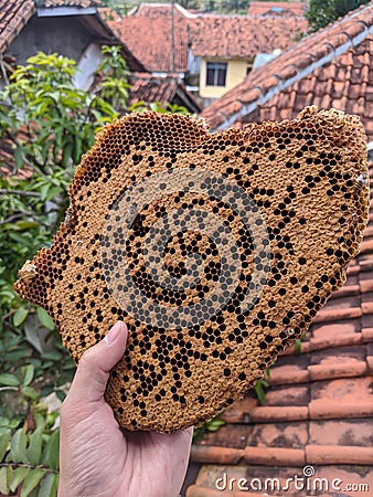 Harvesting a Honeycomb or Nest of Bees or Beehive from the Rooftop Stock Photo