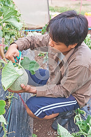 Harvesting the Japanese melon Editorial Stock Photo