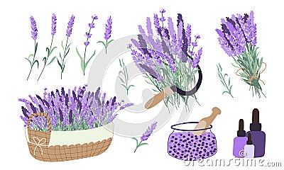 Harvesting lavender collection. Basket with lavender, oil, bouquet, sickle, salt Vector Illustration