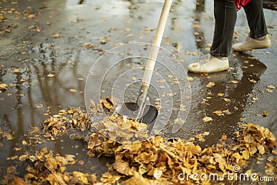 Harvesting leaves in autumn. A man removes the leaves with a shovel. Cleaning the yard Stock Photo