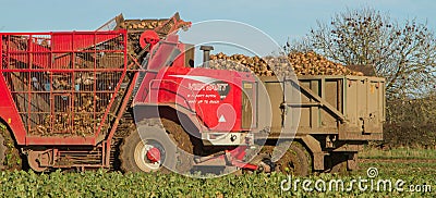 Harvesting and lifting sugar beet in field Editorial Stock Photo