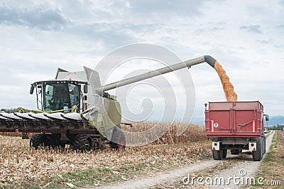 Harvesting of maize grain Stock Photo